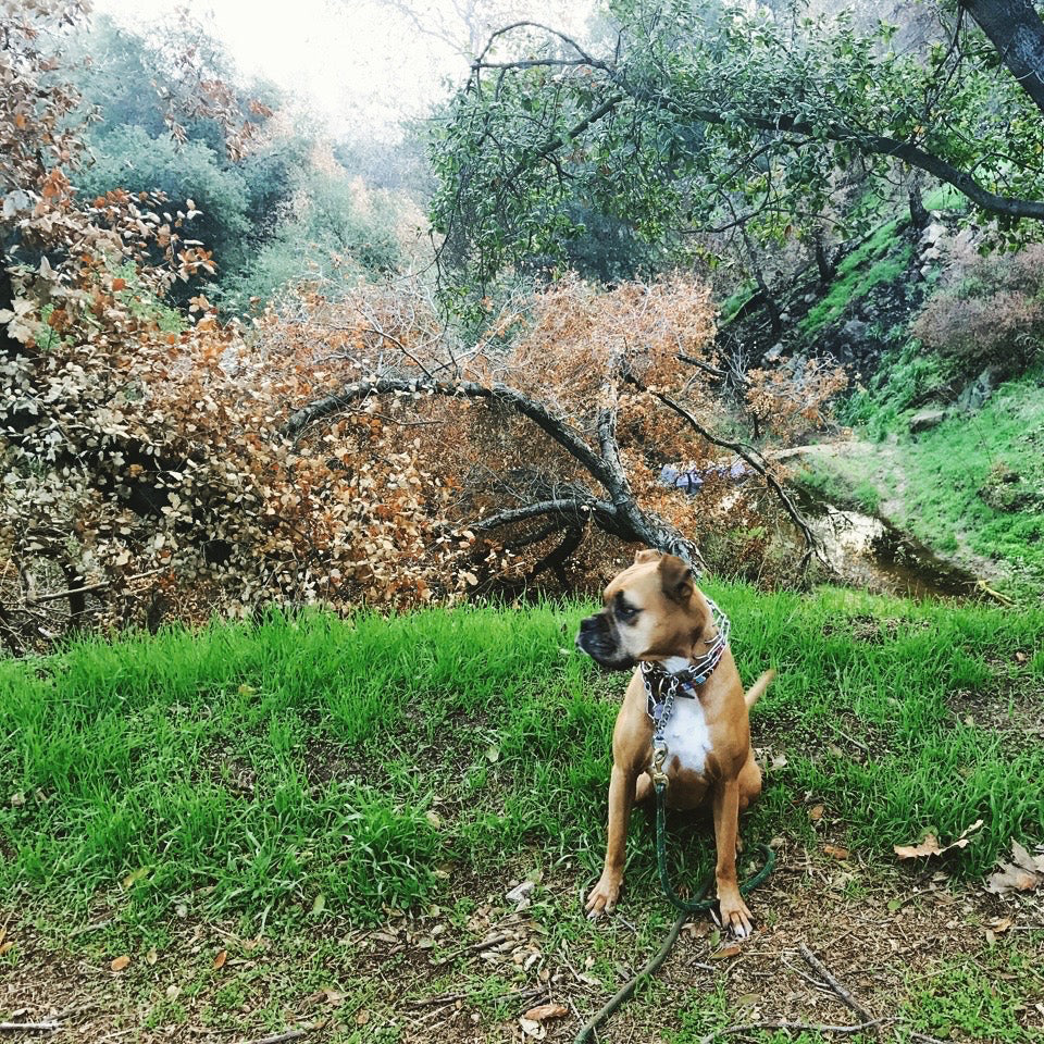 Our Favorite Fall Dog Hikes in LA