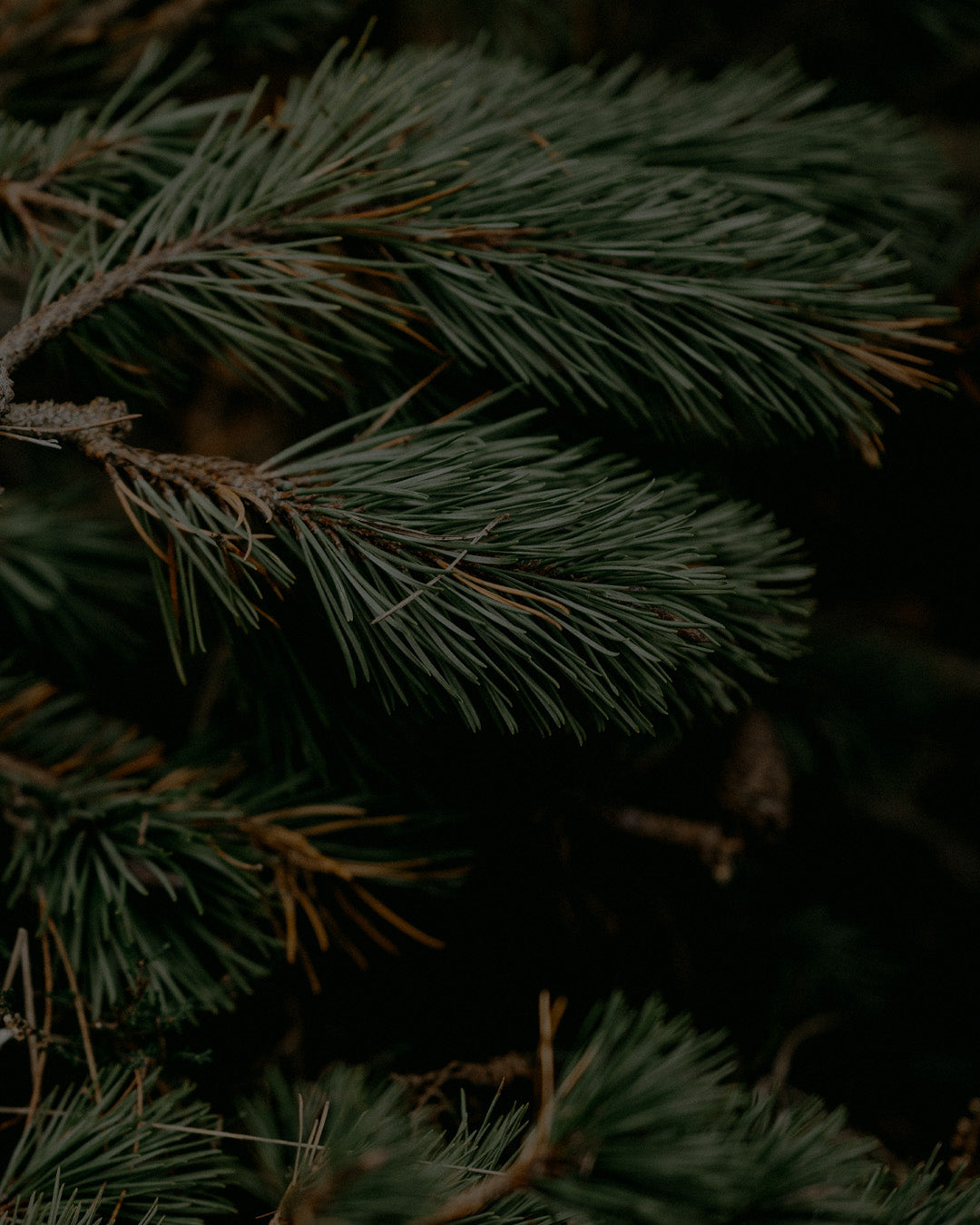  Mobile Full Bleed Banner 