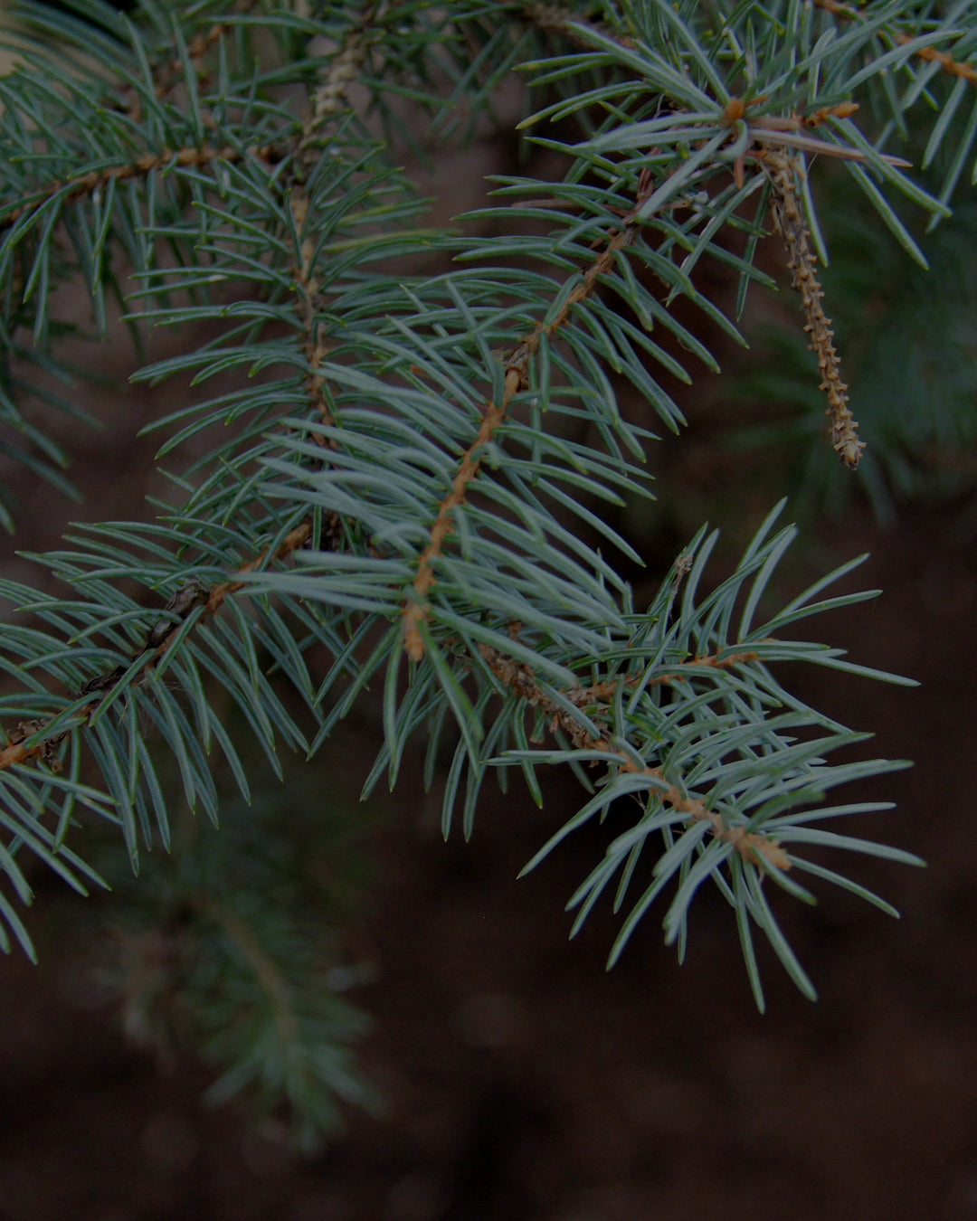  Mobile Timeless Gifting 